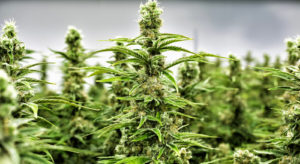 legalizing cannabis,