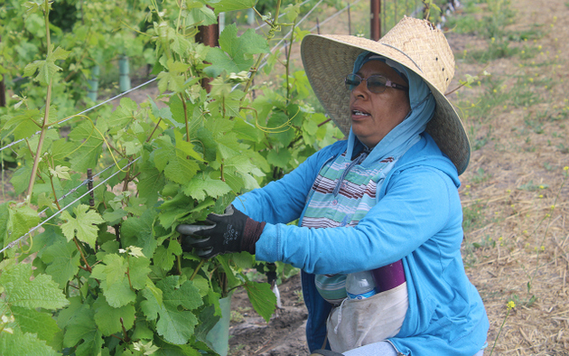 A Mexican migrant worker works at a vineyard in California, one of the U.S. states most dependent on seasonal labour from Mexico in agriculture, and which has now urged President Donald Trump to facilitate the arrival of guest workers from that country so crops are not lost. CREDIT: Kau Sirenio/En el Camino