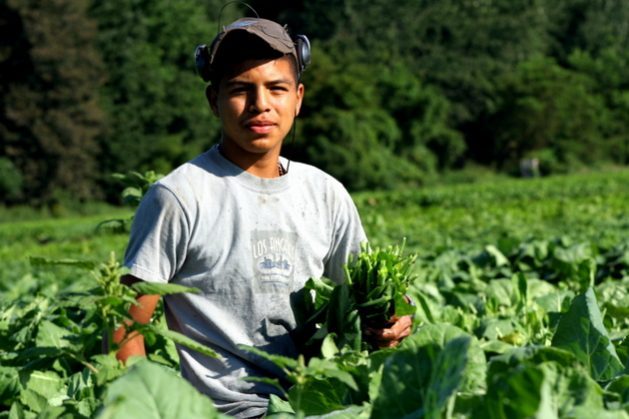 Considered essential to the U.S. economy, as Donald Trump himself now acknowledges, Mexico's seasonal farmworkers are exposed to the coronavirus pandemic as they work in U.S. fields, which exacerbates violations of their rights, such as wage theft, fraud, and other abuses. CREDIT: Courtesy of MHP Salud