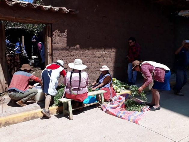 Quechua indigenous farmers from the town of Huasao, in the Andes highlands of Peru, cut insect repellent plants in front of Juana Gallegos' house, while others prepare the biol mixture, a liquid organic fertiliser that they use on their vegetable crops. CREDIT: Mariela Jara/IPS