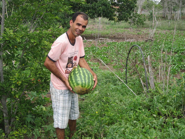 Abel Manto, an inventor of technologies that he uses on his small farm in the state of Bahia, in Brazil's semiarid ecoregion, holds up a watermelon while standing among the bean crop he is growing on top of an underground dam. The soil is on a waterproof plastic tarp that keeps near the surface the water that is retained by an underground dam. CREDIT: Mario Osava/IPS
