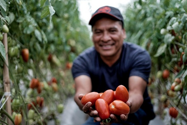 A farmer proudly displays some of the tomatoes he has grown in the region known as Mancomunidad Copán Chortí in eastern Guatemala, which includes the municipalities of Camotán, Jocotán, Olopa and San Juan Ermita, in the department of Chiquimula. Water harvesting initiatives have been implemented in the area to improve agricultural production in this region, which is part of the so-called Central American Dry Corridor. The initiative is supported by FAO and Mexican cooperation funds. CREDIT: FAO Guatemala