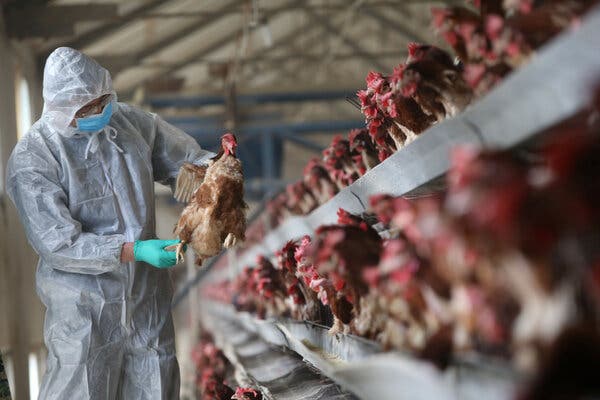 A researcher checking a chicken at a farm in Xiangyang, China, in 2017. The H5N6 virus is one of several potentially dangerous types of flu found in poultry or wild birds.