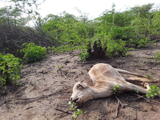 This goat died of starvation while surrounded by an inedible invasive plant. Lives hang in the balance as Kenya’s dryland is ravaged by a severe prolonged drought. Credit: Joyce Chimbi/IPS