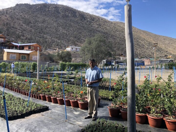 Raúl Ángel Flores stands in his nursery, where the plants and trees are irrigated with recycled water from the Punta Azul project in the town of Villa Puclaro, in Chile's Coquimbo region. All profits from the town's wastewater treatment are reinvested in its maintenance. CREDIT: Orlando Milesi / IPS