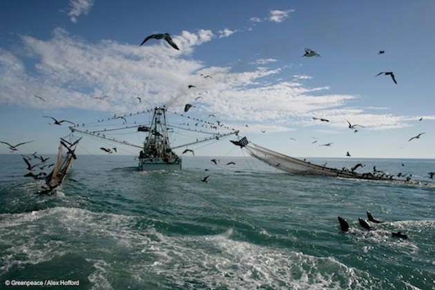 A commercial shrimp trawler is pursued by three Sea Lions near San Felipe. Shrimp trawlers, often entering into marine reserves illegally, pose a great threat to the marine environment at the northern end of the Gulf of California, due to the variety of marine wildlife, including Sea Lions that get caught in their bottom-trawling nets. The Greenpeace vessel 'MY Esperanza' is currently in Mexico to highlight the threats to the 'world's aquarium' from over-fishing, destructive tourism development, pollution and marine habitat loss.