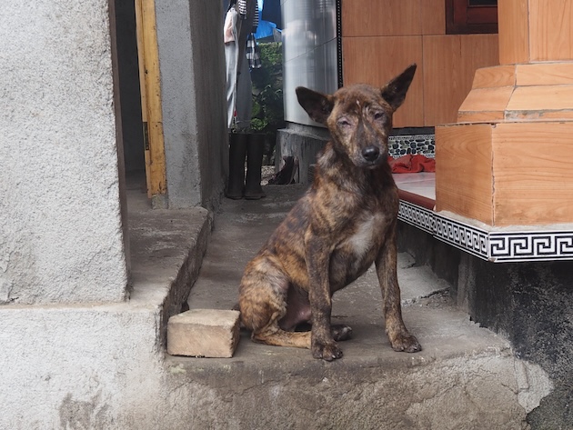  The indigenous Bali dog population has plunged from a staggering 800,000 to a mere 20,000. Credit: Sonny Inbaraj/IPS