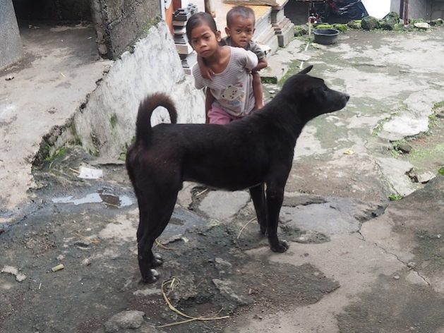 Indigenous Bali dogs hold the potential to unlock hidden secrets about ancestral dog diversity. Credit: Sonny Inbaraj/IPS