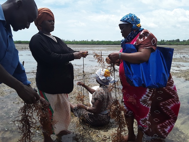 Scientists say replacing just 10 percent of global vegetable intake with seaweed-derived products could free up large portions of land. Credit: Joyce Chimbi/IPS