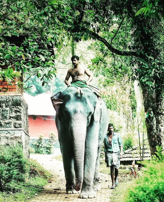 A mahout riding a captive elephant. Kerala continues to make use of elephants for temple festivals and parades.