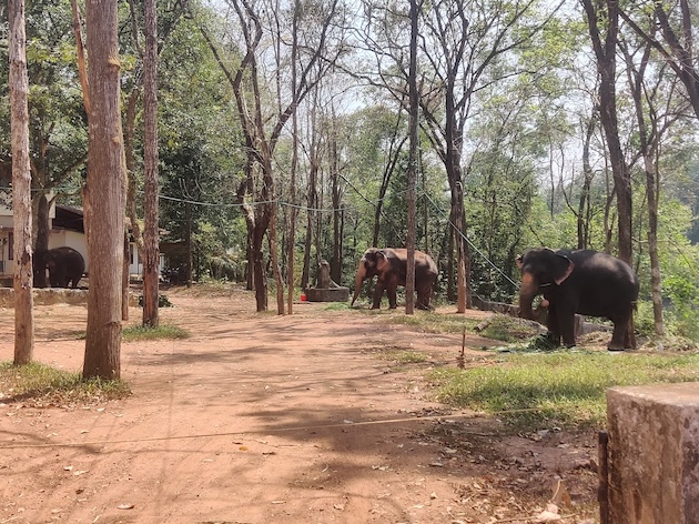 Elephants at the Kappukadu elephant rehabilitation center in Kottoor.