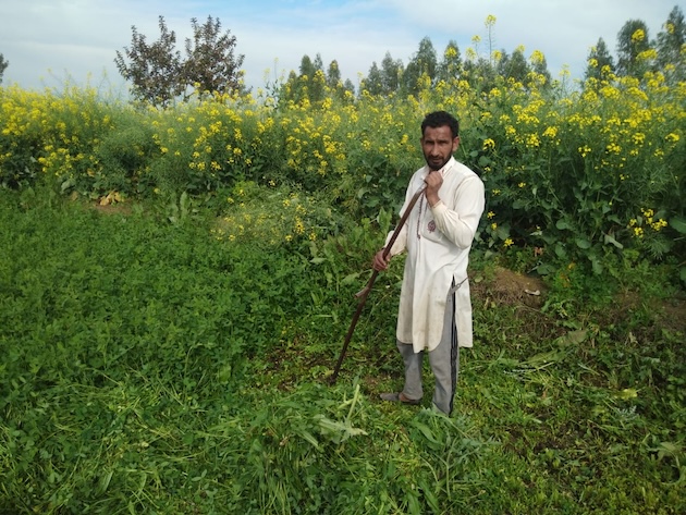 The Global Environment Facility’s food systems program found that its programs are highly relevant to global efforts to curb deforestation, land degradation, biodiversity loss and greenhouse gas emissions from agriculture, fisheries, and commodity supply chains. Pictured here is a farmer in Kashmir's frontier hamlet of RS Pura bordering Pakistan, farmers in this region have been affected by both climate change and conflict. Credit: Umar Manzoor Shah/IPS