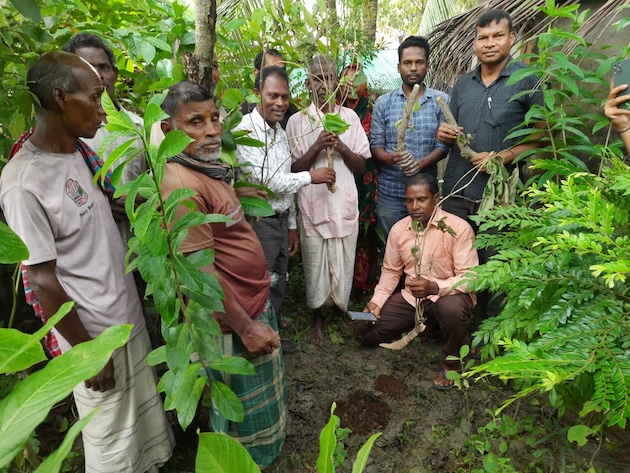 Two years ago, a Karam tree branch brought from another district was being planted in the SAMS office premises along the Shyamnagar-Munshiganj road, but it didn't survive. Credit: Rafiqul Islam Montu/IPS