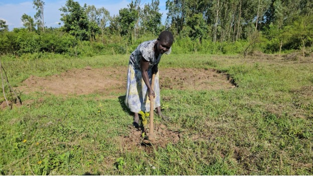 Caroline Awuor tends to tree seedlings on her farm in Siaya County, Western Kenya. She is a beneficiary of the My Farm Trees Project. Credit: Jackson Okata/IPS