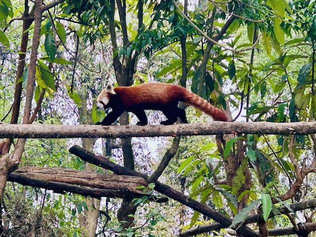 A red panda – labelled ‘endangered’ by the IUCN – at an animal sanctuary in the Indian state of West Bengal. As biodiversity loss accelerates, UNCBD is asking countries to take greater action to protect it. Credit: Stella Paul/IPS