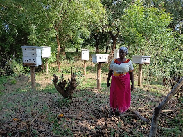 Lydia Hagodana with one of her beehives in the Tana Delta, Kenya, March 2026. Credit: Chemtai Kirui/IPS