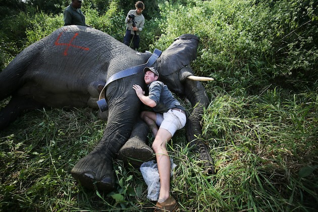 The Global Environment Facility (GEF) announced that donor countries ​p​ledged an initial ​U​SD 3.9 billion to ​the facility for the ninth replenishment cycle​, indicating that nature remains a priority, as in this image, where a veterinary team applies a collar to a sedated elephant​ in KwaZulu-Natal​, South Africa, as part of an ambitious project aimed at conserving the animals. Credit: Dan Ingham/IPS