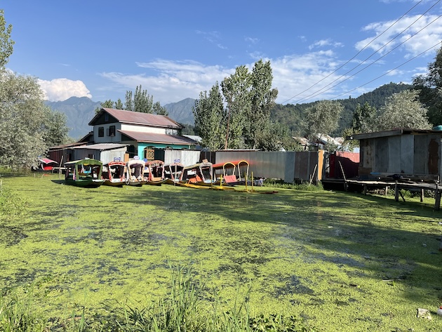 Boats docked outside a house in Dal Lake with a green film on the water in the foreground. Credit: Athar Parvaiz/IPS
